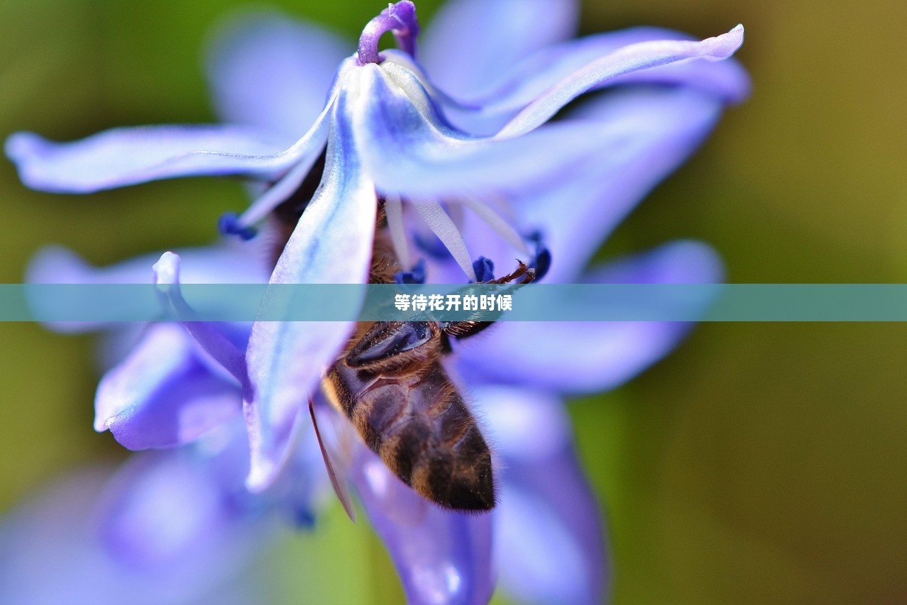 等待花开的时候