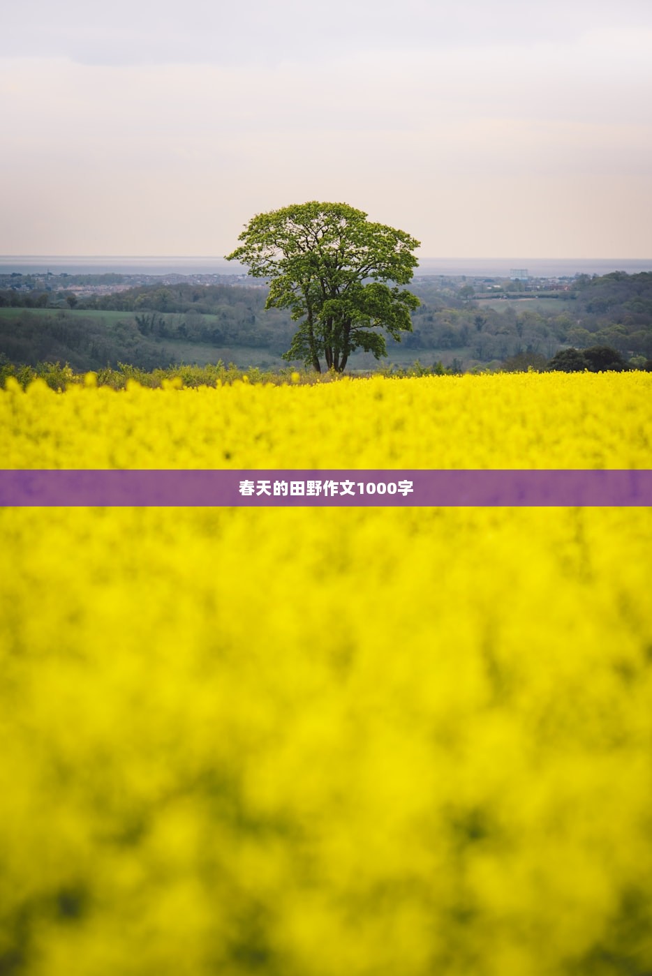 春天的田野作文1000字