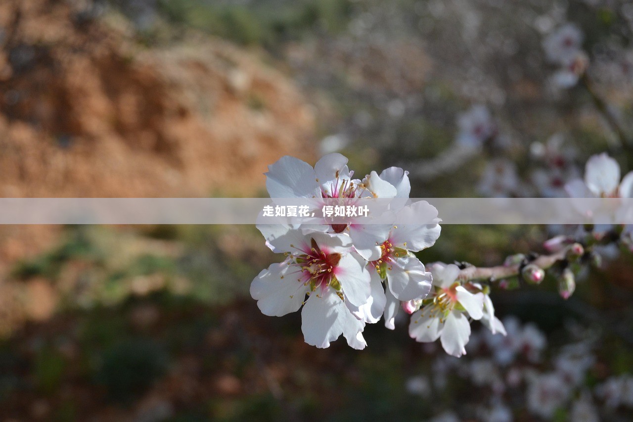 走如夏花，停如秋叶