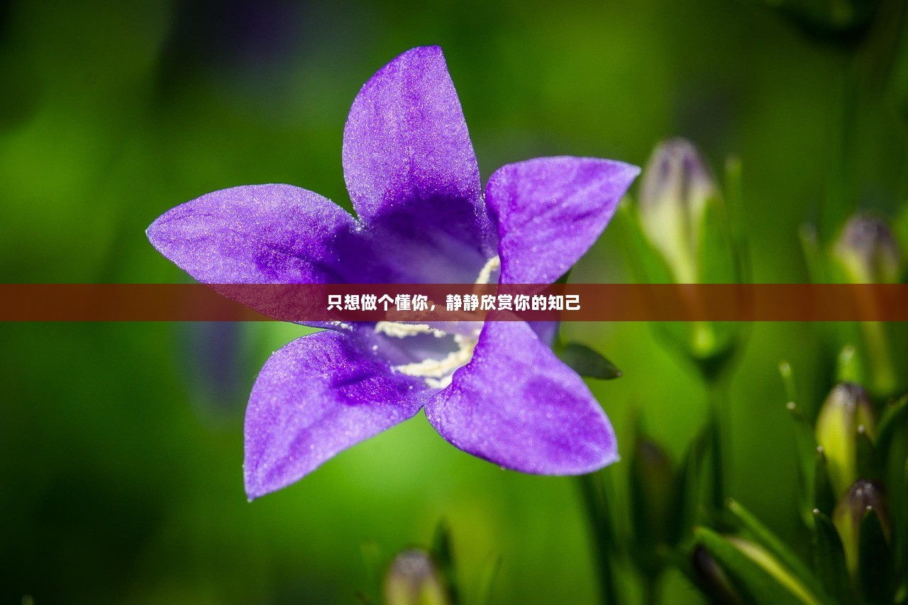 只想做个懂你，静静欣赏你的知己