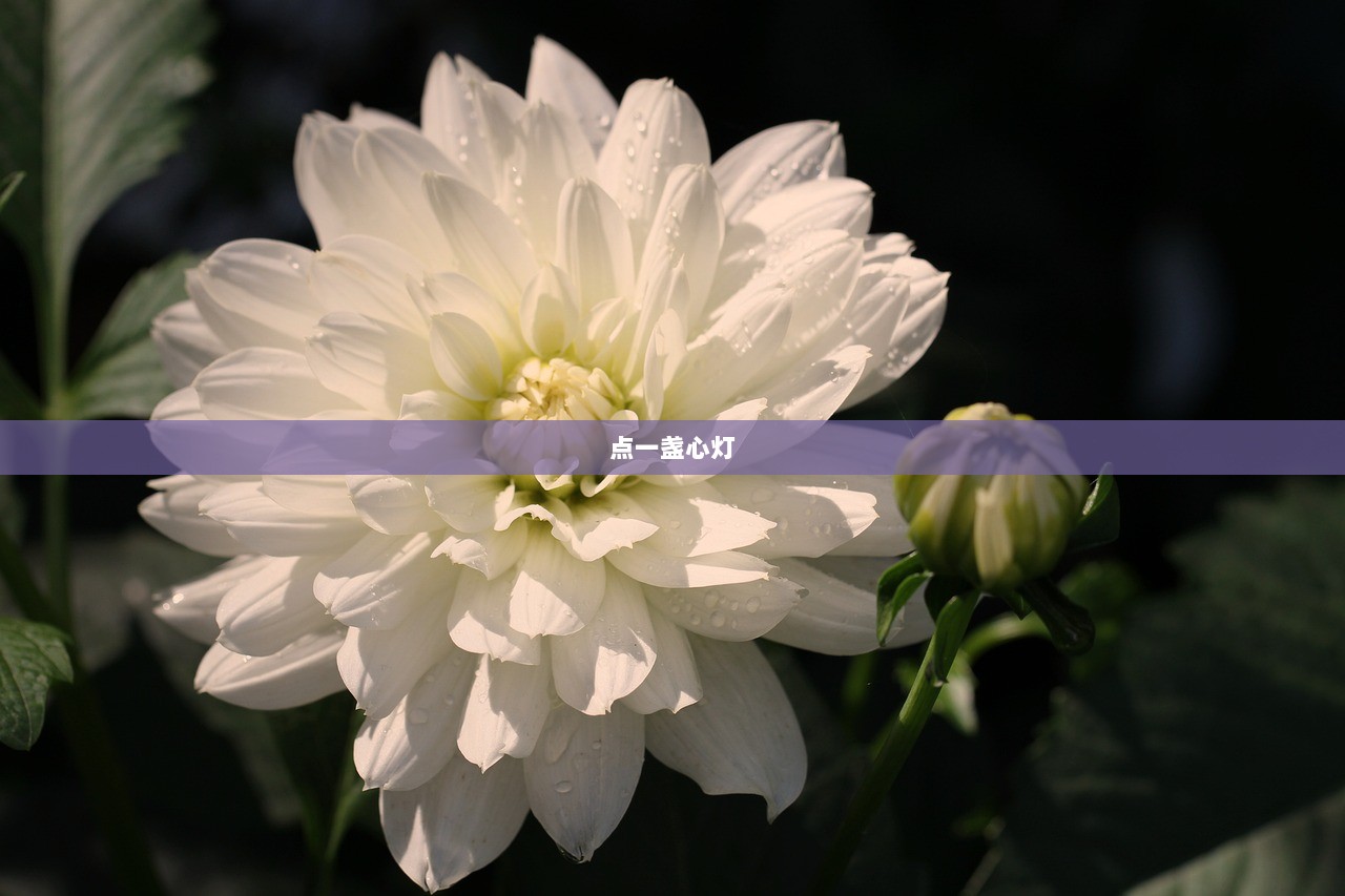 点一盏心灯