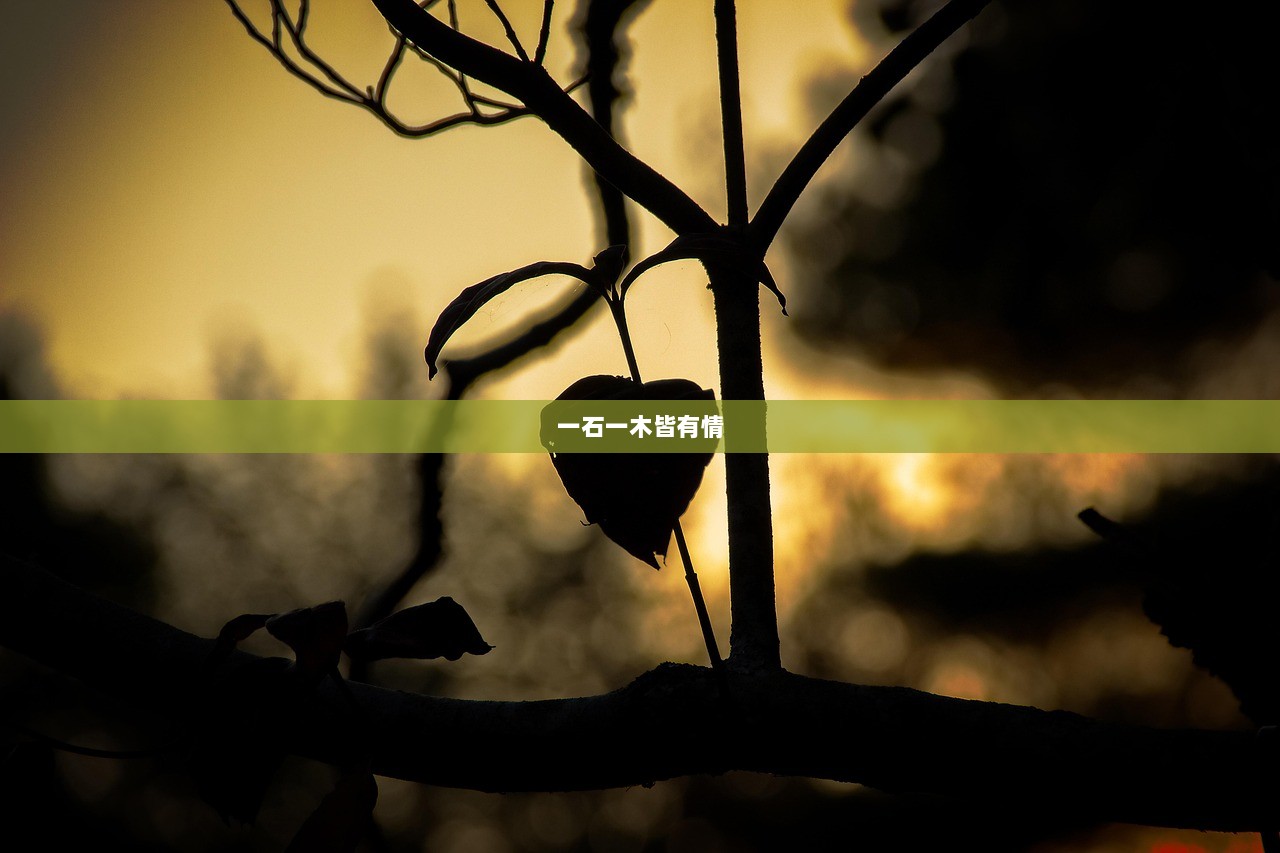 一石一木皆有情