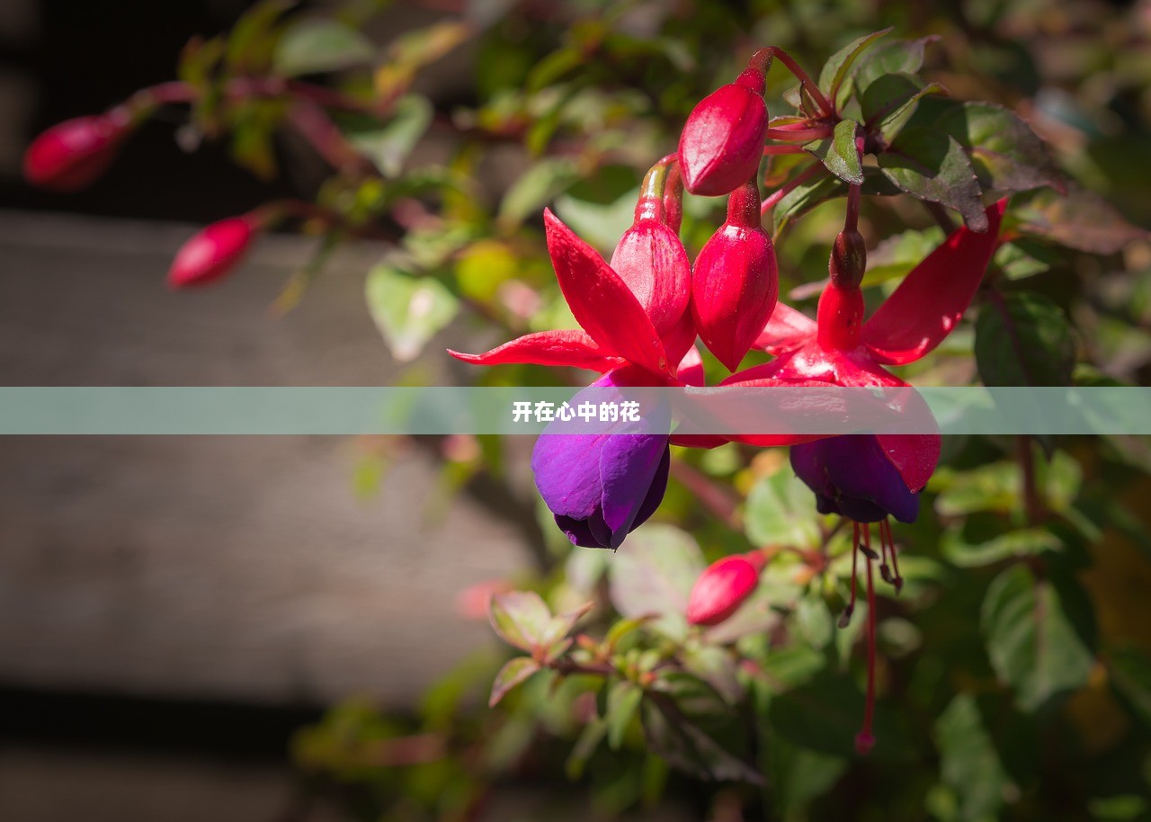 开在心中的花