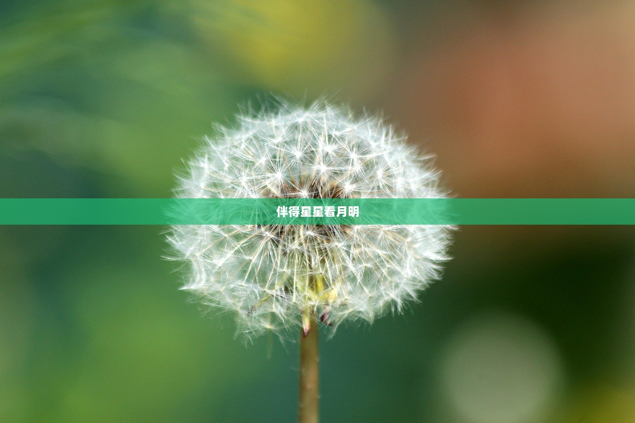 伴得星星看月明