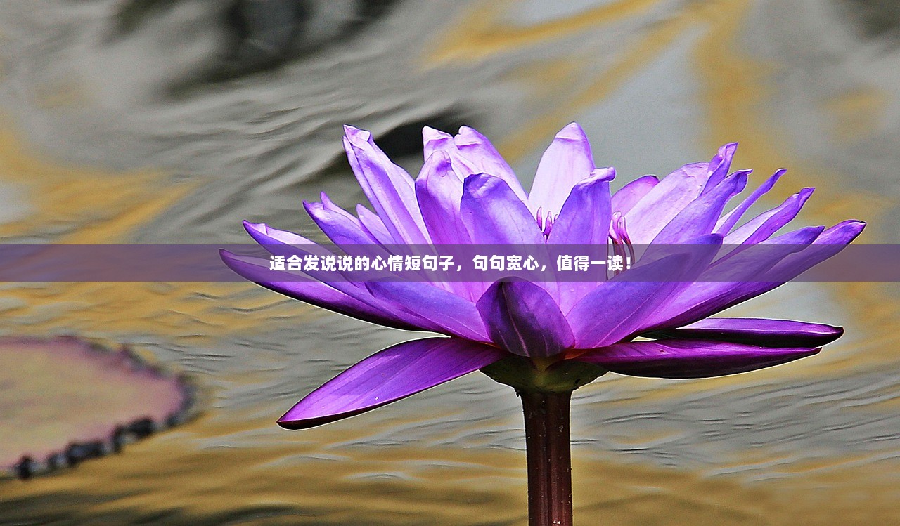 适合发说说的心情短句子，句句宽心，值得一读！